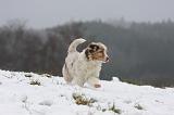 BERGER AUSTRALIEN PUPPIES 529